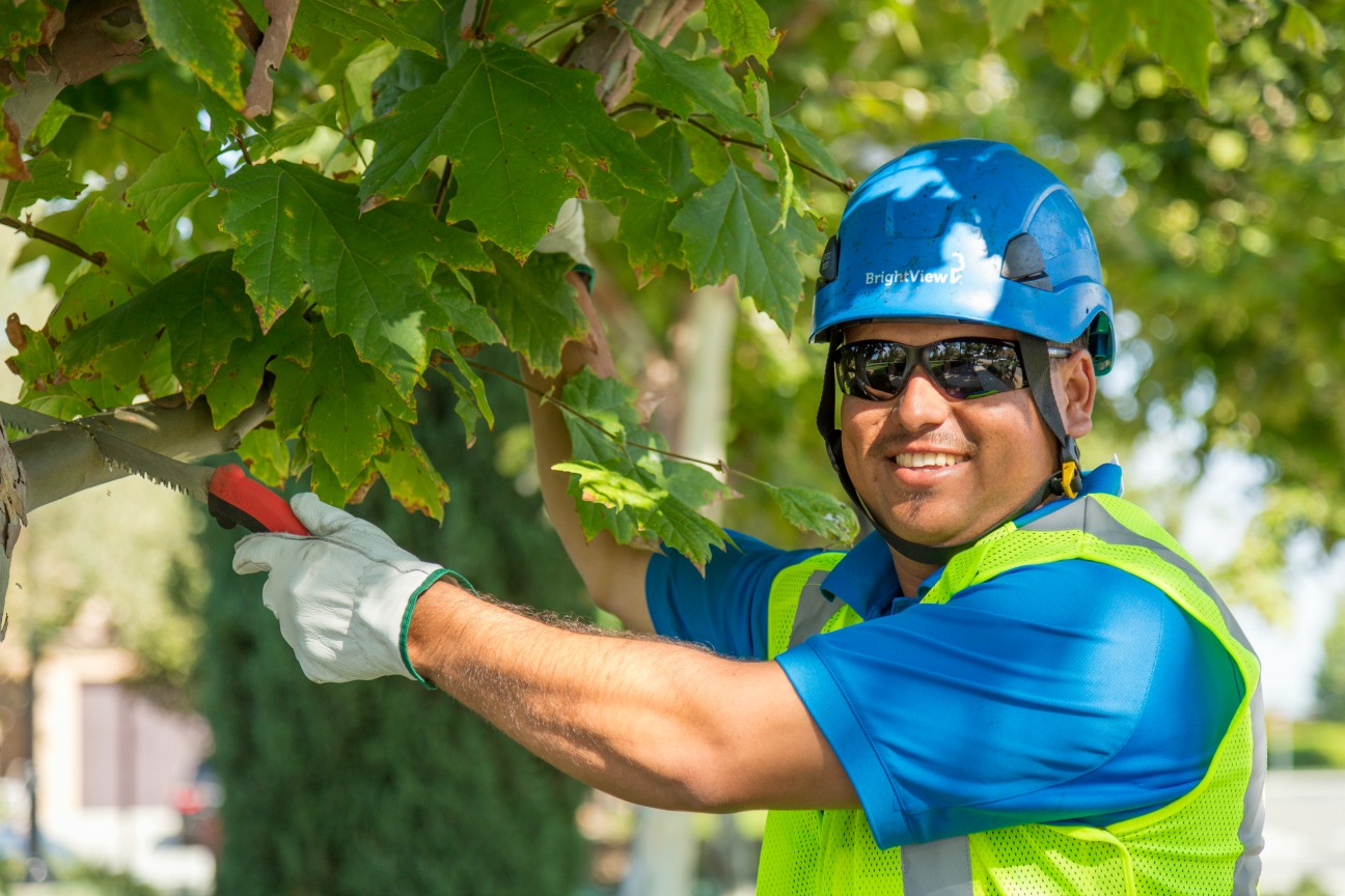 Panorama Tree Care: Professional Tree Care for Every Need